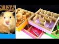 hamster video youtube|Adorable Hamsters Conquer a Challenging 5.